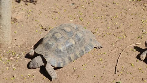 Rare desert turtle moving fast Stock Footage 273983721
