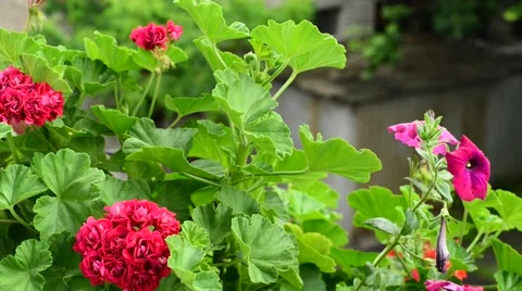 Rare drops of rain falling on the flowers and leaves Stock-Footage 64272971
