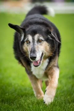 Rare ears position Stock Photos