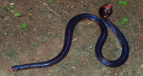 Rare Eastern Indigo Snake Dramatic Iridescent Purple Black Body Close Up Foto stock