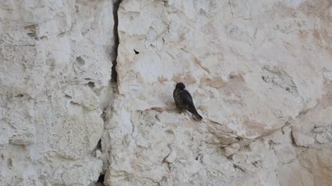 Rare Eleonora's Falcons on Coastal Cliffs, Zapalo Bay, Cyprus Video stock 341827088