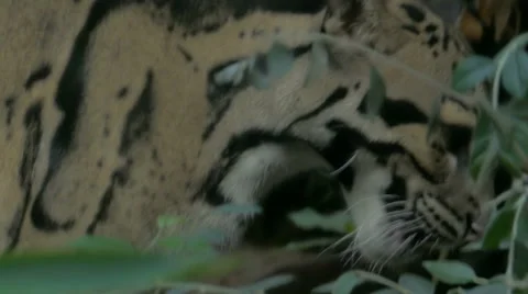 A rare, elusive and endangered Clouded Leopard (Neofelis nebulosa). 動画素材 55876731