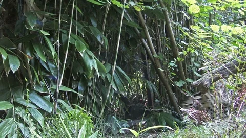 A rare, elusive and endangered Clouded Leopard (Neofelis nebulosa). 動画素材 69800675