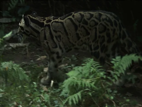 A rare, elusive and endangered Clouded Leopard (Neofelis nebulosa). Stock Footage