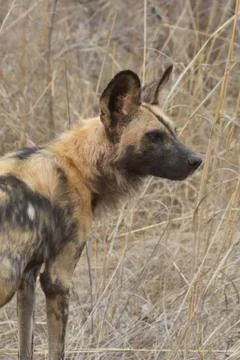 Rare endangered African Wild Dog profile Stock Photos