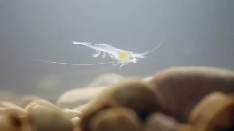 Rare, Endangered Kentucky Cave Shrimp Sw... | Stock Video | Pond5