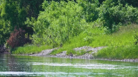 A rare event. Kite bathes in the river on a hot summer day Video stock 162903754