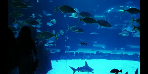 Rare Exotic Fish Swimming Gracefully in Pristine Ocean Waters Stock Footage 282978563
