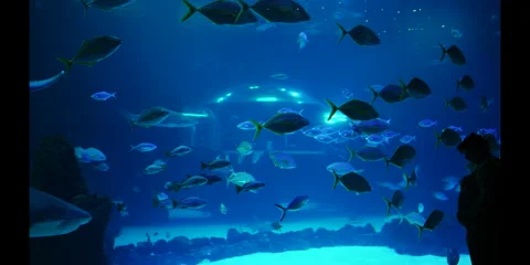 "Rare Exotic Fish Swimming Gracefully in Pristine Ocean Waters" Stock Footage 282978634