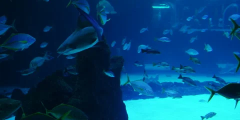 "Rare Exotic Fish Swimming Gracefully in Crystal Clear Sea" Stock Footage 282978636