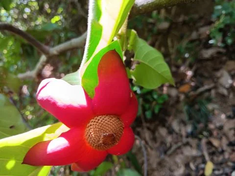 Rare exotic tree flower Stock Photos