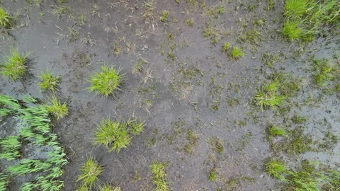 Rare fen in Iowa Stock Footage 298788921