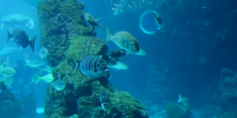 "Rare Fish Gracefully Gliding Through Pristine Ocean Waters" Stock Footage 282979996