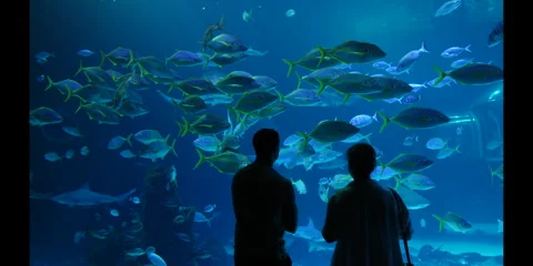 "Rare Fish Gracefully Swimming in Pristine Ocean Waters" Stock Footage 282978645