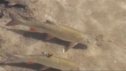 Rare fish named Skobalj based mostly in Bosnia Stock Footage 158452551
