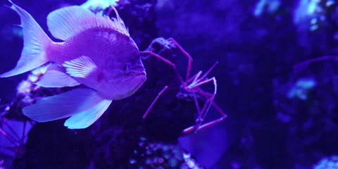 "Rare Fish Swimming Elegantly in Clear Ocean Waters" Stock Footage 282978515