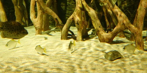 "Rare Fish Swimming Gracefully in Pristine Ocean Waters" Stock Footage 282977969