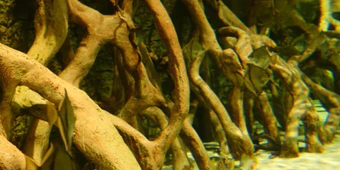 Rare Fish Swimming Gracefully in Pristine Ocean Waters Stock Footage 282978010