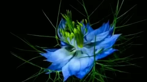 Rare flower bloom Stock Footage 202198349
