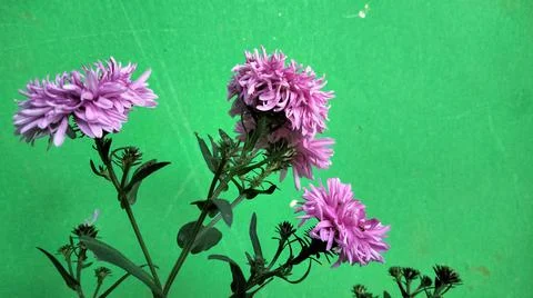 Rare flower 库存照片