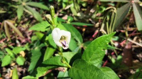 Rare flower 库存照片