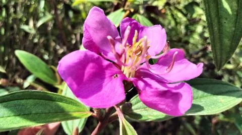 Rare flower 库存照片