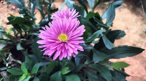 Rare flower 库存照片