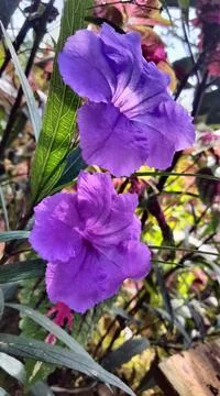 Rare flower 库存照片