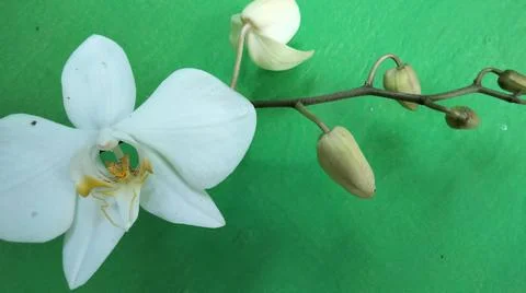 Rare flower 库存照片