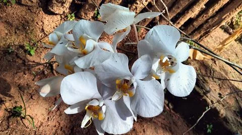 Rare flower 库存照片