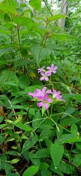 Rare flower Stock Photos