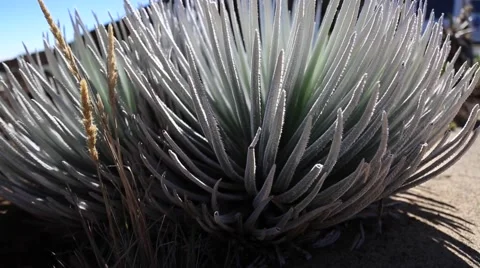 Rare flower, sliversword, Haleakala summit, Maui, Hawaii Stock Footage 57403274