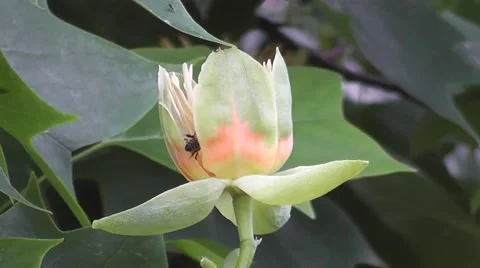 Rare Flower of Tulip Tree Blowing in the Wind (Liriodendron tulipifera) Video stock 48663350