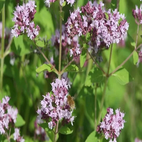 Rare fly Large Bee-fly is sucking nectar from a flower by long proboscis Stock Footage 69387554