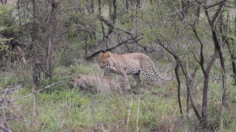 Rare footage of leopards mating Stock Footage 196828309