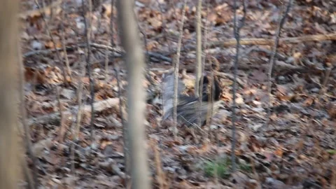 Rare footage of Ruffed Grouse display for a female during autumn Stock Footage 143727730