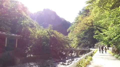Rare footage of walk in Sobaeksu Forest in North Korea, filmed with stabilizer Stock Footage 128499545