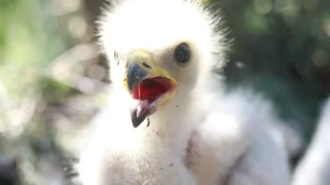 Rare footage of wasp eater hawk chicks in the nest Stock Footage 164863501