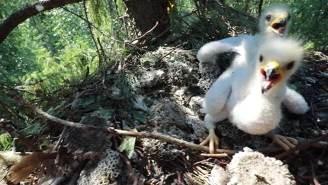 Rare footage of wasp eater hawk chicks in the nest Stock Footage 164863507