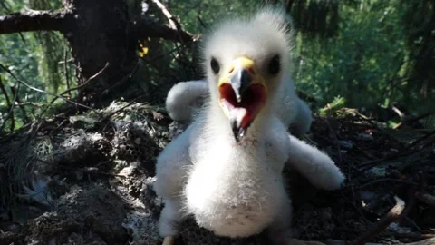 Rare footage of wasp eater hawk chicks in the nest Stock Footage 164863516