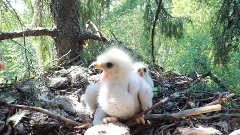 Rare footage of wasp eater hawk chicks in the nest Stock Footage 164863517