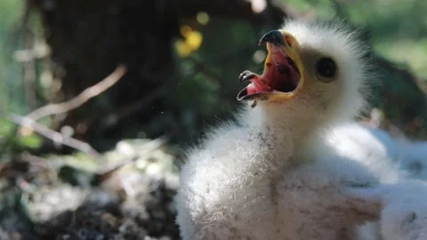 Rare footage of wasp eater hawk chicks in the nest Stock Footage 164863518