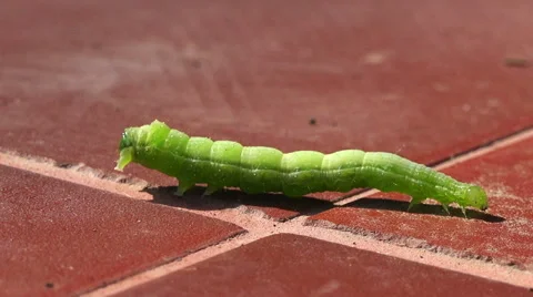 Rare footage of worm defecating Stock Footage 42017401