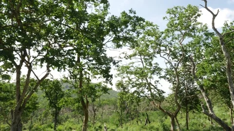 Rare forest with few trees an mountains in background 動画素材 156970150