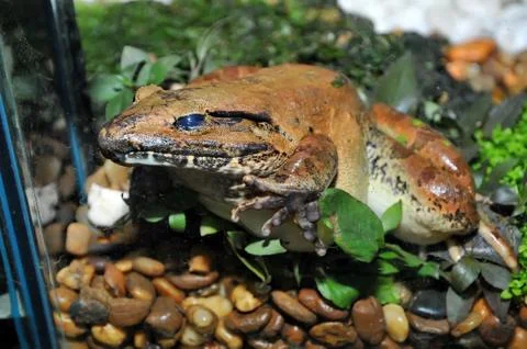 Rare frog Stock Photos