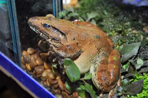 Rare frog Stock Photos