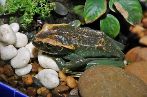 Rare frog Stock Photos