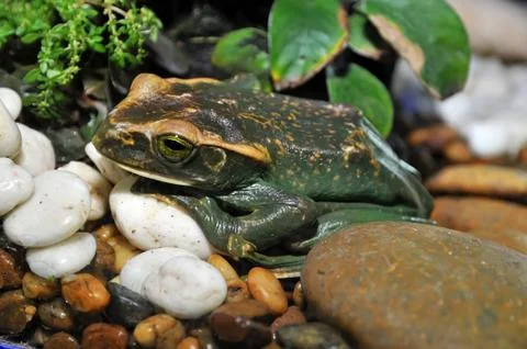 Rare frog Stock Photos