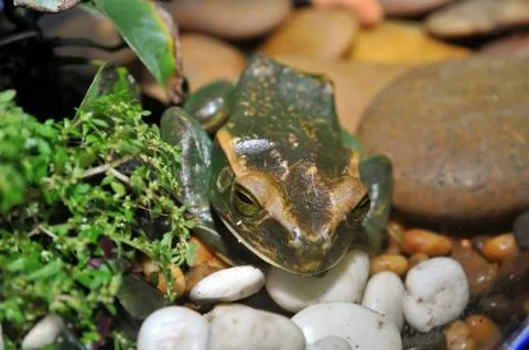 Rare frog Stock Photos