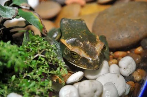 Rare frog Stock Photos